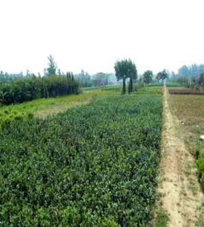 大叶黄杨是常绿植物吗，大叶黄杨常绿灌木种类