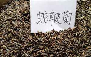 蛇鞭菊种球，蛇鞭菊种子介绍
