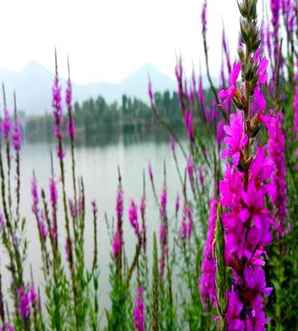千屈菜价格，小盘菜价格