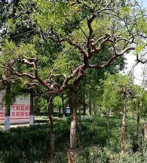 垂槐树种子种植用什么土壤，黑槐树种子的种植方法
