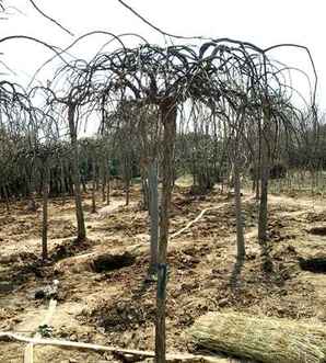 倒栽槐树种植方法，垂槐树种子种植用什么土好