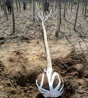 栾树价格10公分多少钱一棵，栾树的最新价格