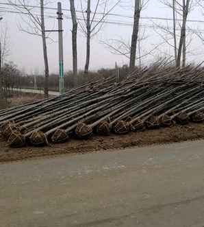 栾树价格10公分多少钱一棵，栾树的最新价格