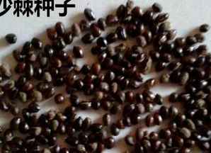 俄罗斯大果沙棘种子，大果沙棘种子介绍