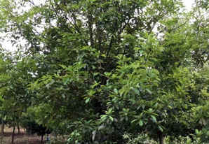 椤木石楠树