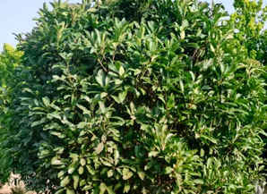 椤木石楠树