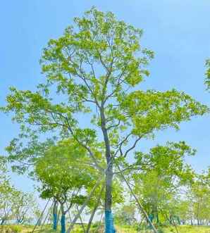 浙江乌桕树基地，乌桕树基地