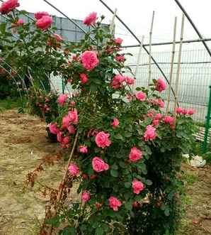 爬藤月季种植基地，爬藤月季种苗怎么种植