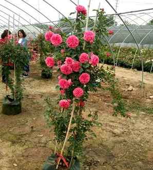 爬藤月季种植基地，爬藤月季种苗怎么种植