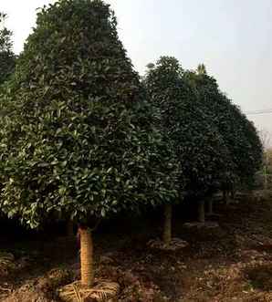 哪里的朱砂桂最正宗，朱砂桂产地哪里最正宗呢
