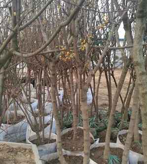 微型腊梅小盆景，腊梅苗造型盆景