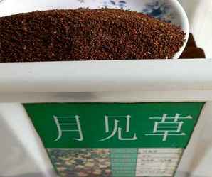 月见草种子怎么种出来的，月见草种子怎么种