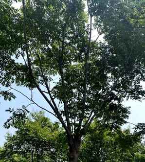 盐城栾树小苗批发价格，栾树批发价格