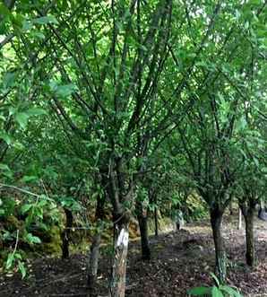 垂丝海棠管理及种植技巧，垂丝海棠盆栽用多大的盆