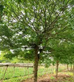 皂角树的用途，皂角树结的果有什么用途