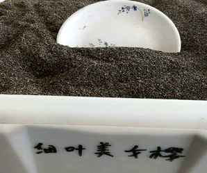 细叶美女樱种子多少钱一斤，细叶美女樱种苗一年长多高