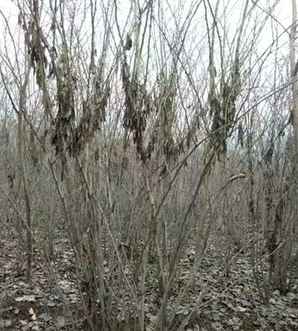 丛生紫荆的价格行情什么样，2米丛生紫荆的行情