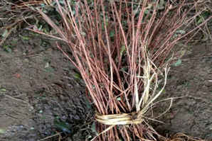 金丝桃种植，种植金丝桃前景如何