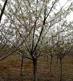 年㎝樱花价格，樱花玛瑙价格