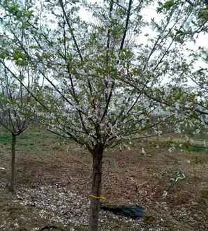 年㎝樱花价格，樱花玛瑙价格