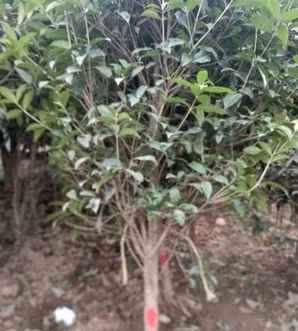 桂花树有那些种类，江西桂花树种类