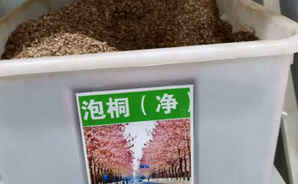 泡桐树种子批发多少钱一斤，泡桐树种子多少钱一斤