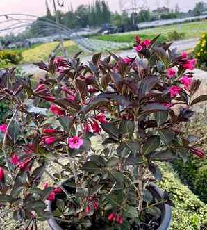 紫叶锦带价格，紫叶锦带小苗