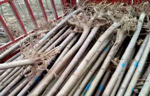 泡桐树市场价格，泡桐树市场价格多少一斤