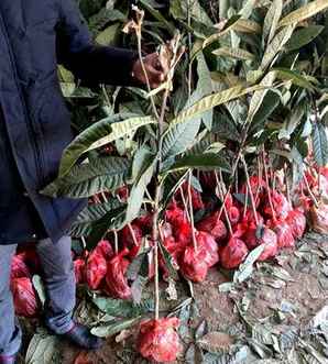 枇杷种植风险评估，枇杷种植前景如何