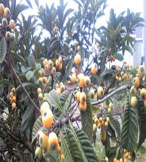 枇杷种植风险评估，枇杷种植前景如何