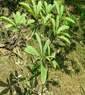 枇杷种植风险评估，枇杷种植前景如何