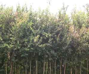 公分紫薇树价格？，丛生紫薇树价格