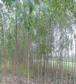 杨树的种植方法大全集，杨树种子种植方法