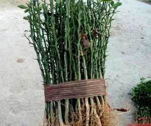 积壳种子种植方法，枳壳苗是怎么种植的