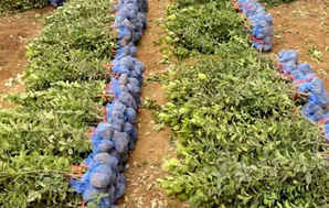 大叶黄杨栽植，大叶黄杨栽植现场