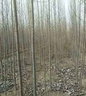 杨树的种植方法大全集，杨树种子种植方法