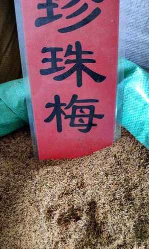珍珠梅种子介绍，珍珠梅种子一斤多少钱
