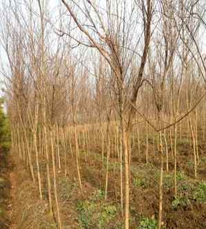 怎样养殖红花紫薇，红花紫薇养殖方法