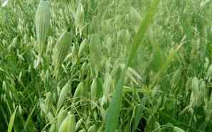 新疆进口燕麦草种子，燕麦草种子怎么获取