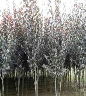 路边开花树紫叶李，行道树紫叶李