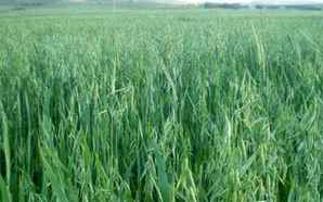 新疆进口燕麦草种子，燕麦草种子怎么获取