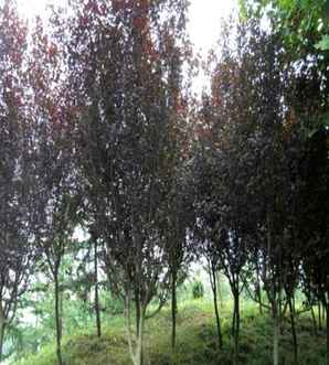 路边开花树紫叶李，行道树紫叶李