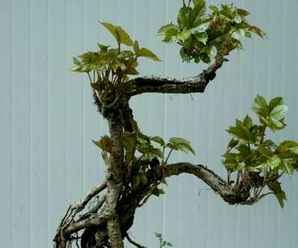 日本爬山虎盆景怎么种植，美国爬山虎盆景是植物吗