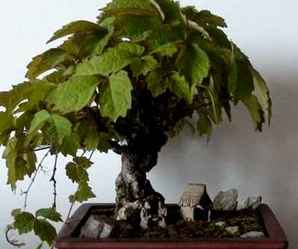日本爬山虎盆景怎么种植，美国爬山虎盆景是植物吗