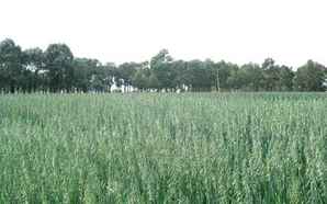 燕麦草种子批发价格，燕麦草种子供应方式