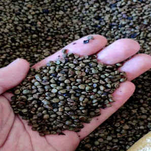 爬山虎种子怎么种植，爬山虎种子发芽教程
