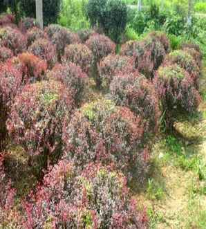 紫叶小檗0.6米高度和冠幅，紫叶小檗冠幅