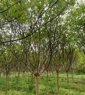 老紫薇基地，重庆紫薇盆景基地