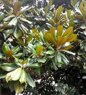 广玉兰的种植基地，广玉兰的果实怎么种植