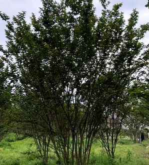 丛生紫薇浙江基地，丛生紫薇基地